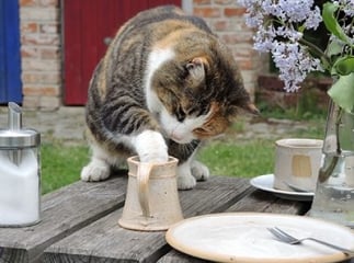 aliments toxiques pour le chat